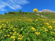 60 Trollius europaeus (Botton d'oro) con Arera